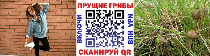 Галлюциногенные грибы ЛСД  Купить закладки  Богучар 